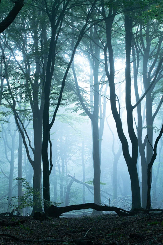 Before (raw) - even with fantastic conditions like this, the shot isn’t great. The dynamic range is enormous here, shooting against the light - but it does pay off if you expose correctly. The primary thing that bugged me, was the big branch in the …