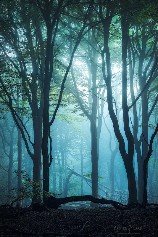 After - Note that the lighter areas are considerably less demanding our attention and through carefully warping the image, I got rid of the dark distracting branch. It’s very tempting to raise the darks or blacks for this image, but slightly lowered…