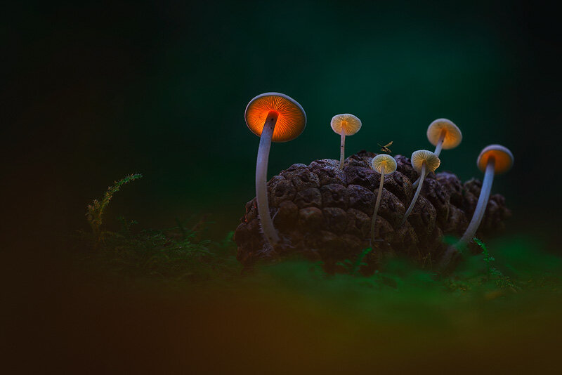 Deze dennenappels liggen gewoon voor het oprapen in dit bos. Maar je moet er wel de aandacht voor nemen. Deze foto is met name in Amerika in trek en de gelimiteerde oplage van 15 stuks begint op te raken.