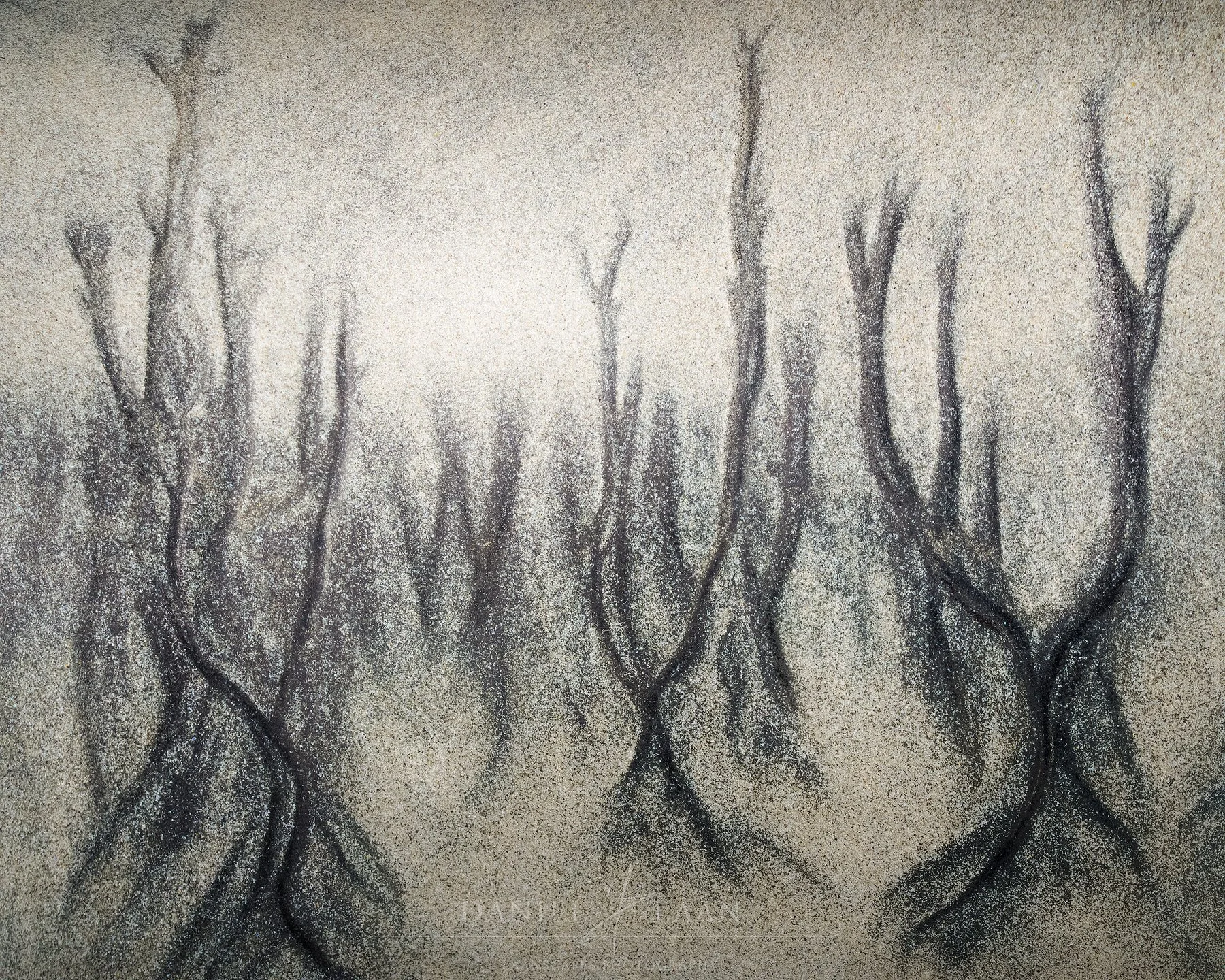 Scorched-Forest-II.jpg