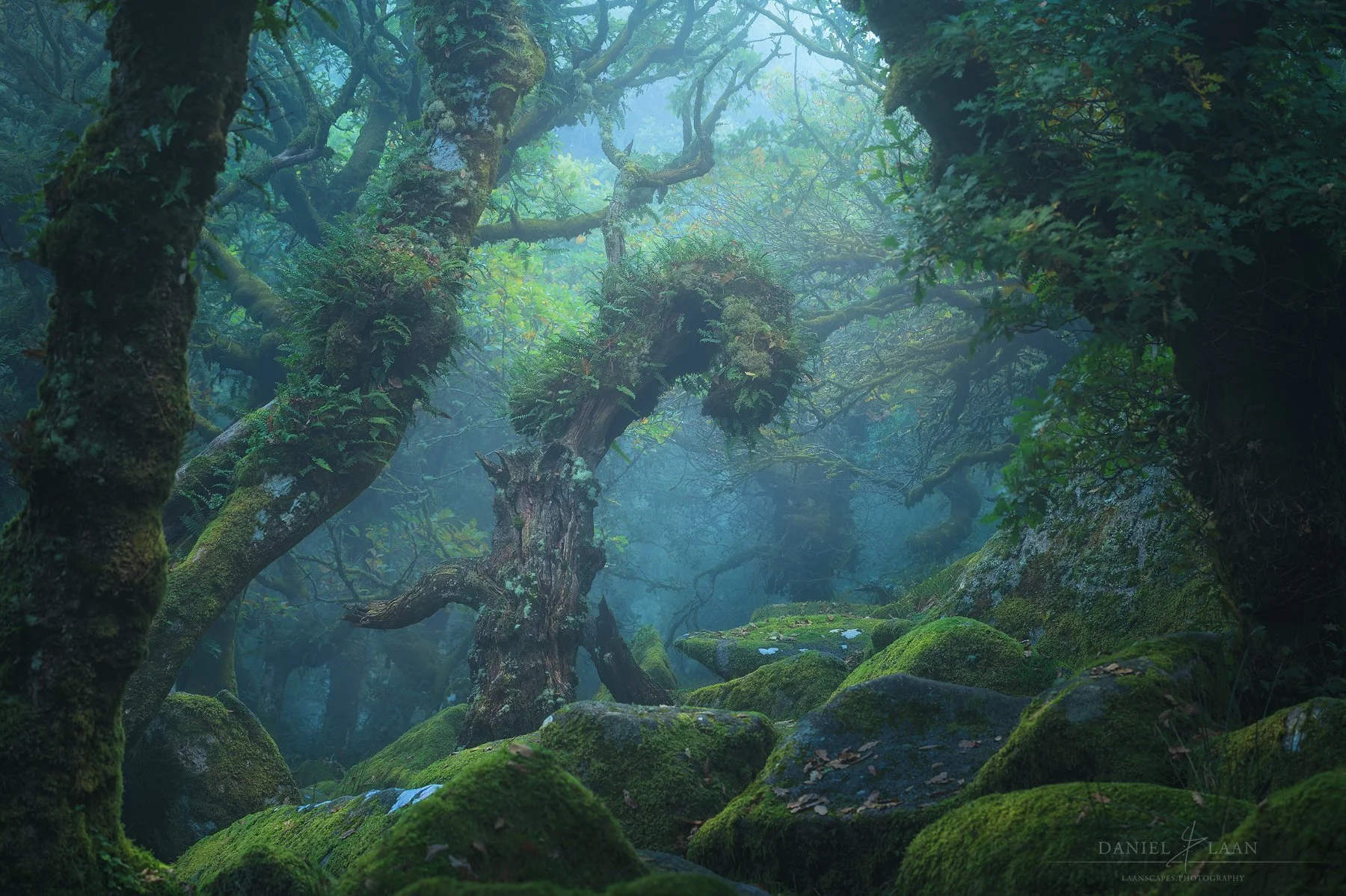 Forest Dweller