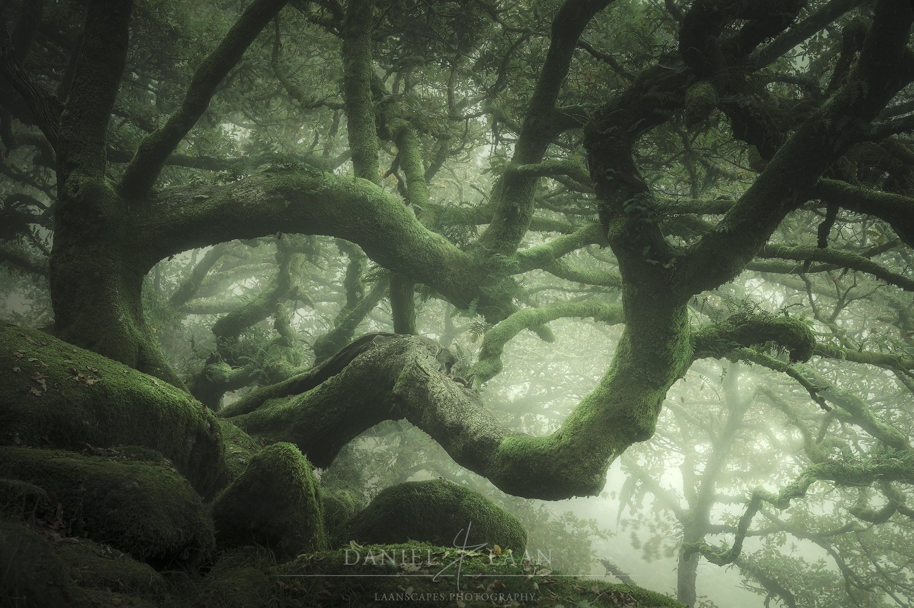Tangle