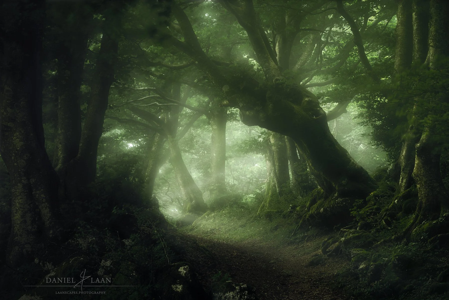 Whisperwood