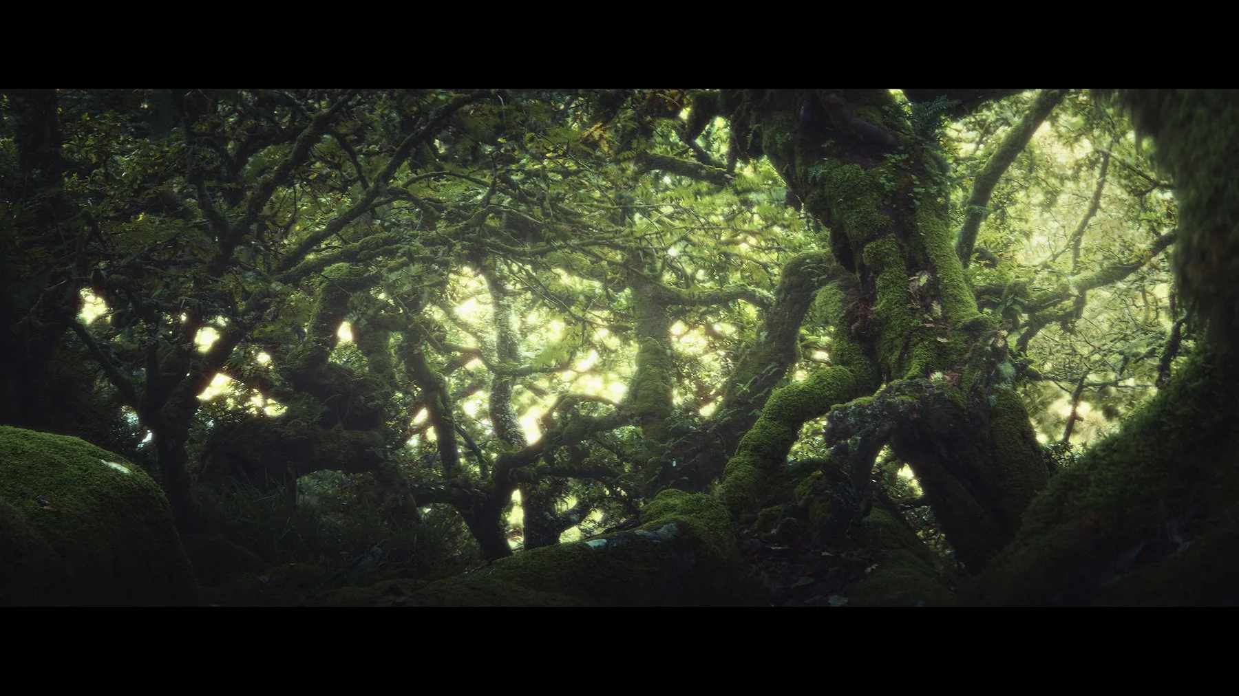 Haunted-Forest-II.jpg