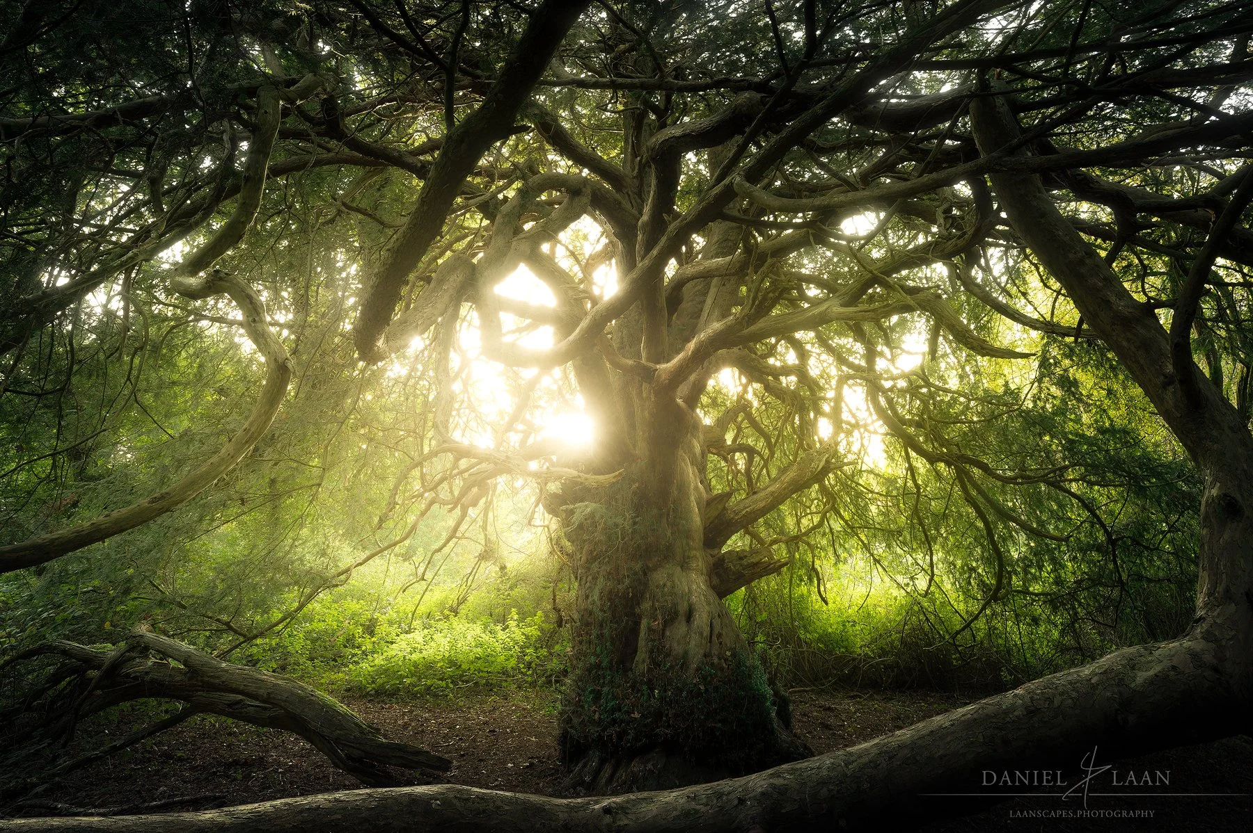 Ancient-Yew-Tree.jpg