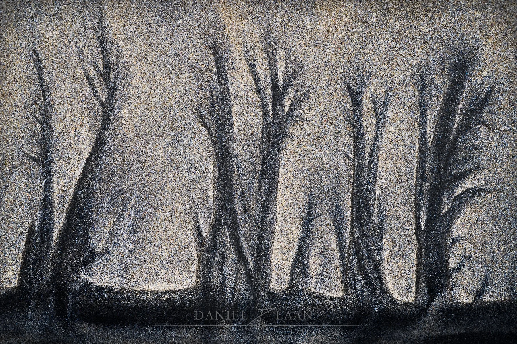 Scorched Forest I