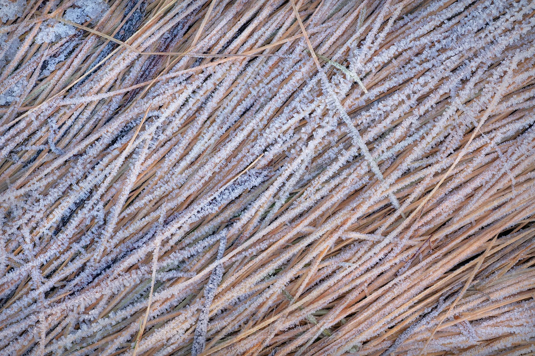 Sugarcanes