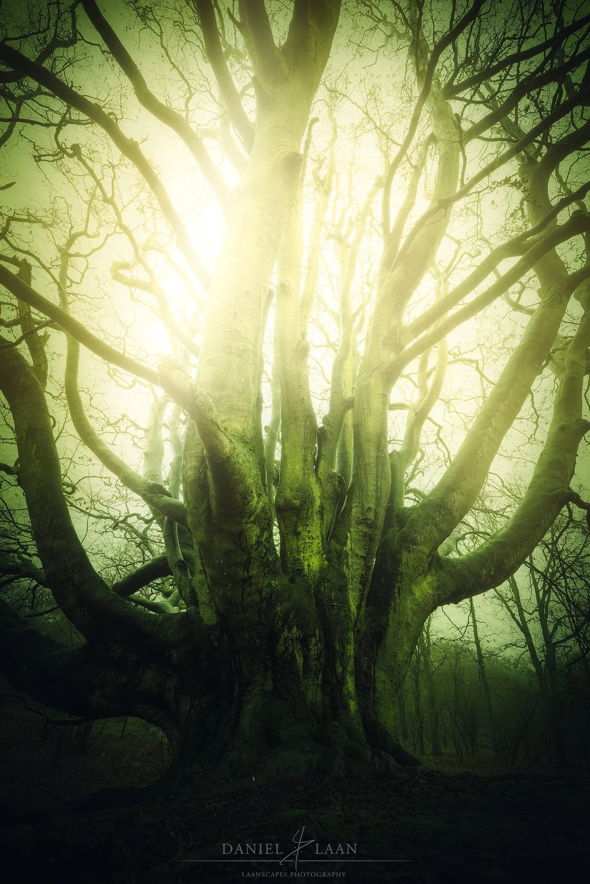 Druid-Tree.jpg