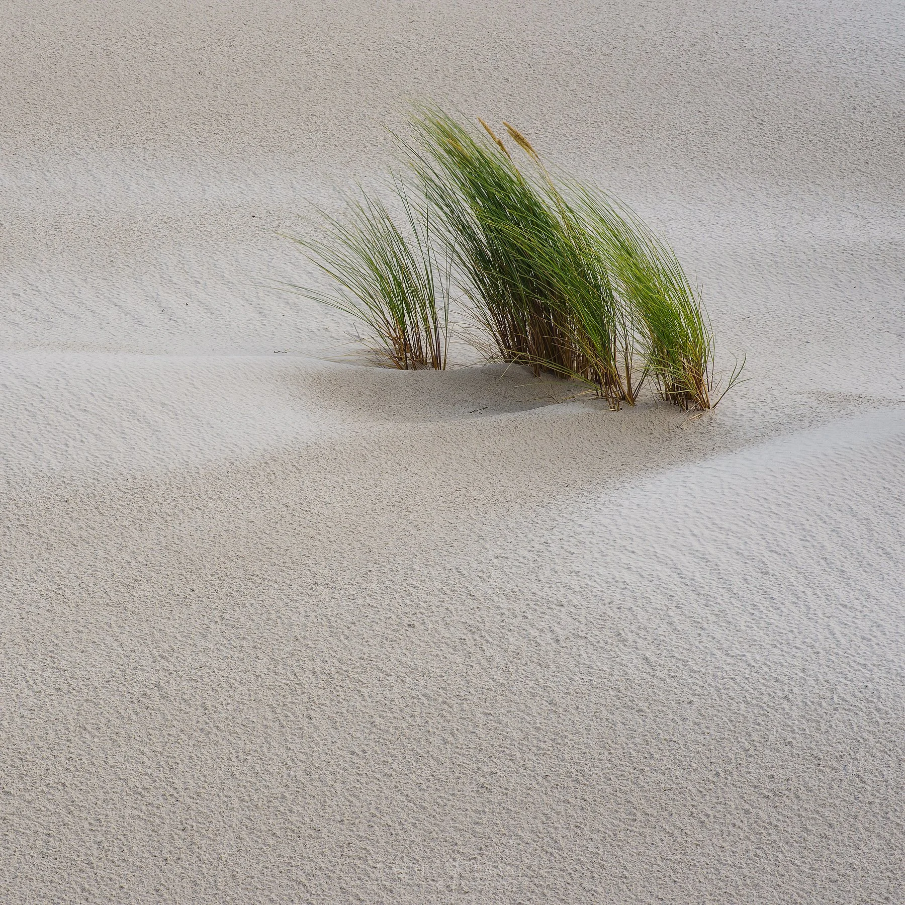 Where the Dunes are Born Anew