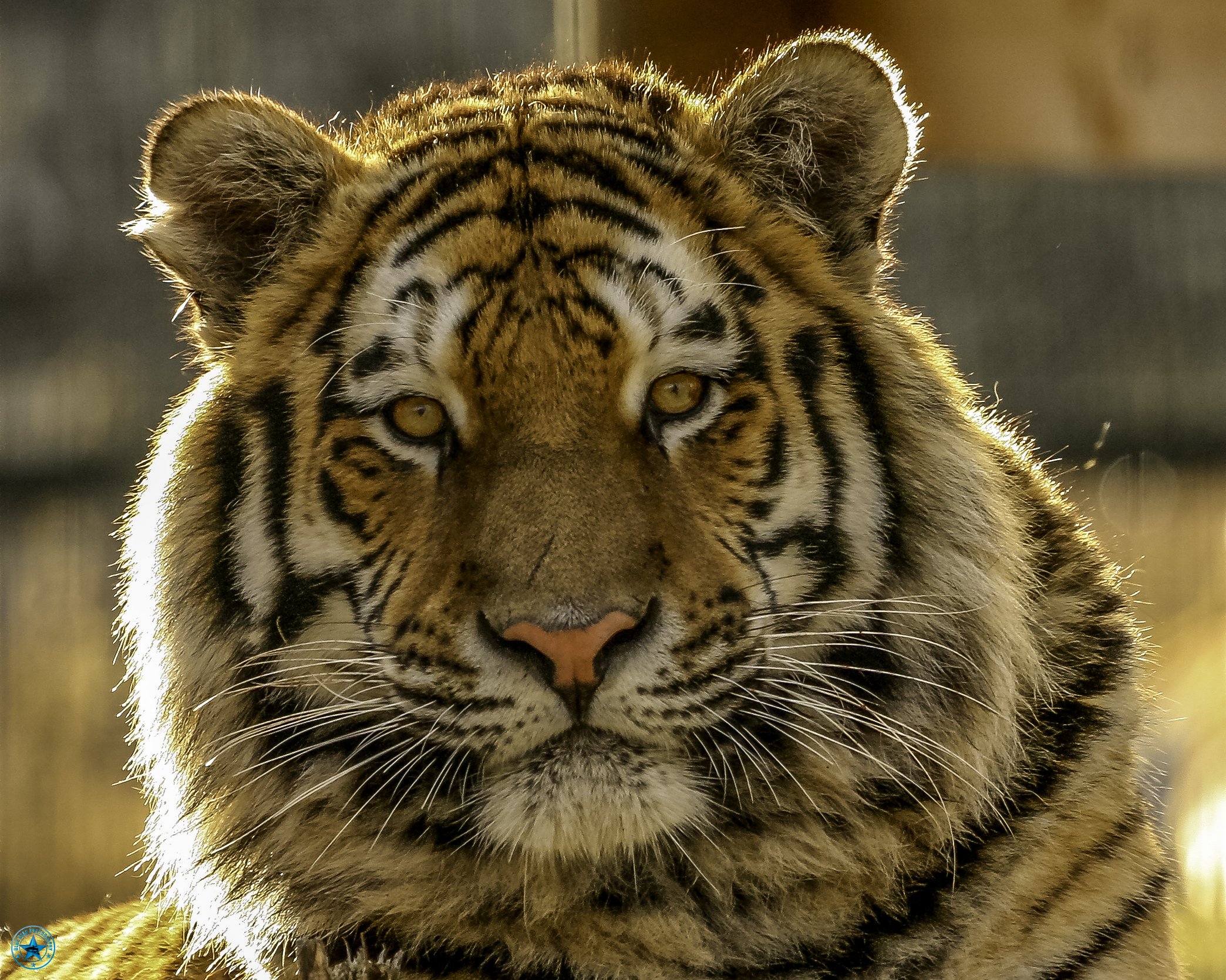 110212 Tiger Edinburgh-Edit.jpg