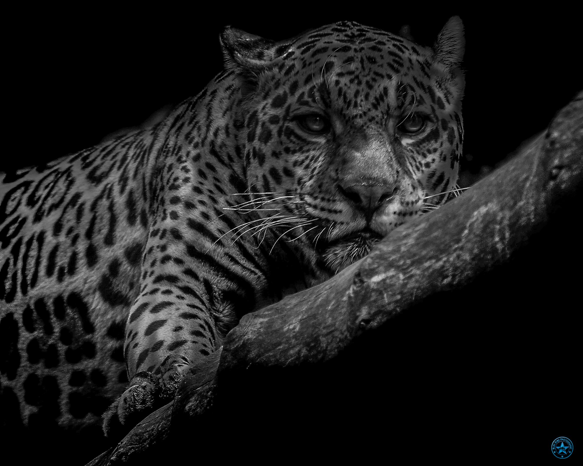 080601 Jaguar Edinburgh-Edit.jpg