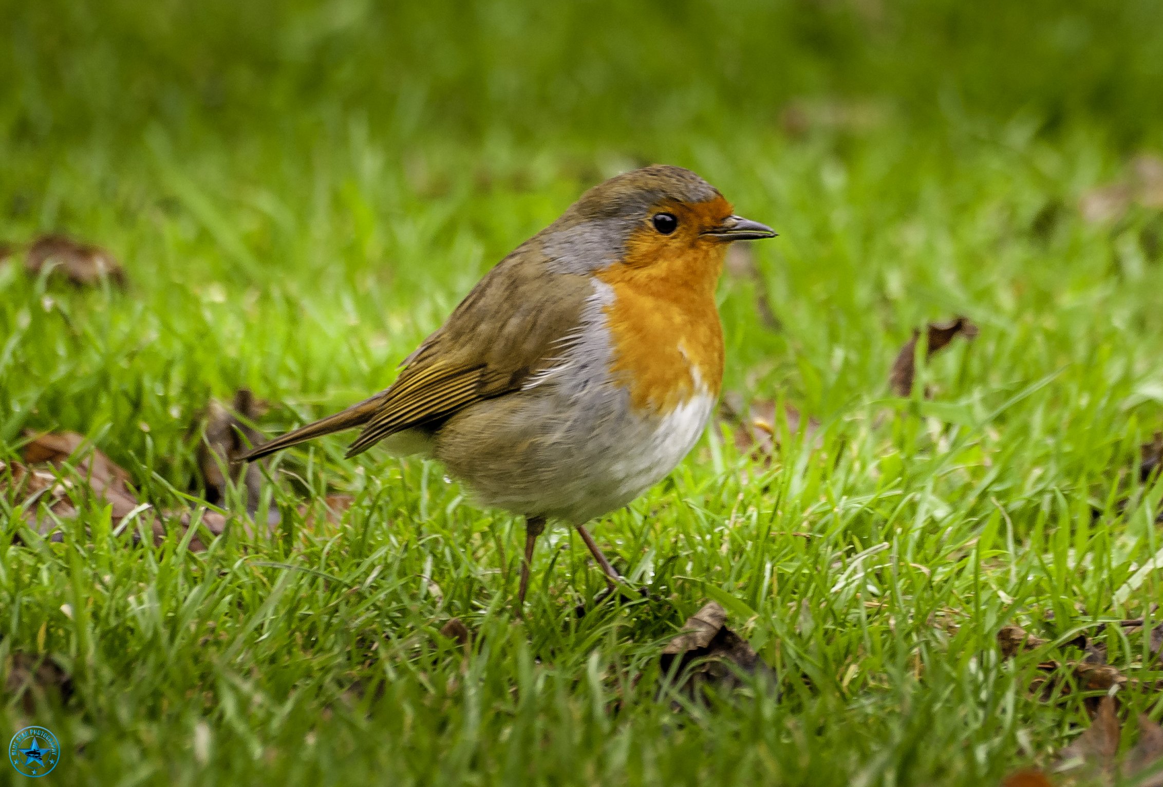 Robin 1-Edit.jpg