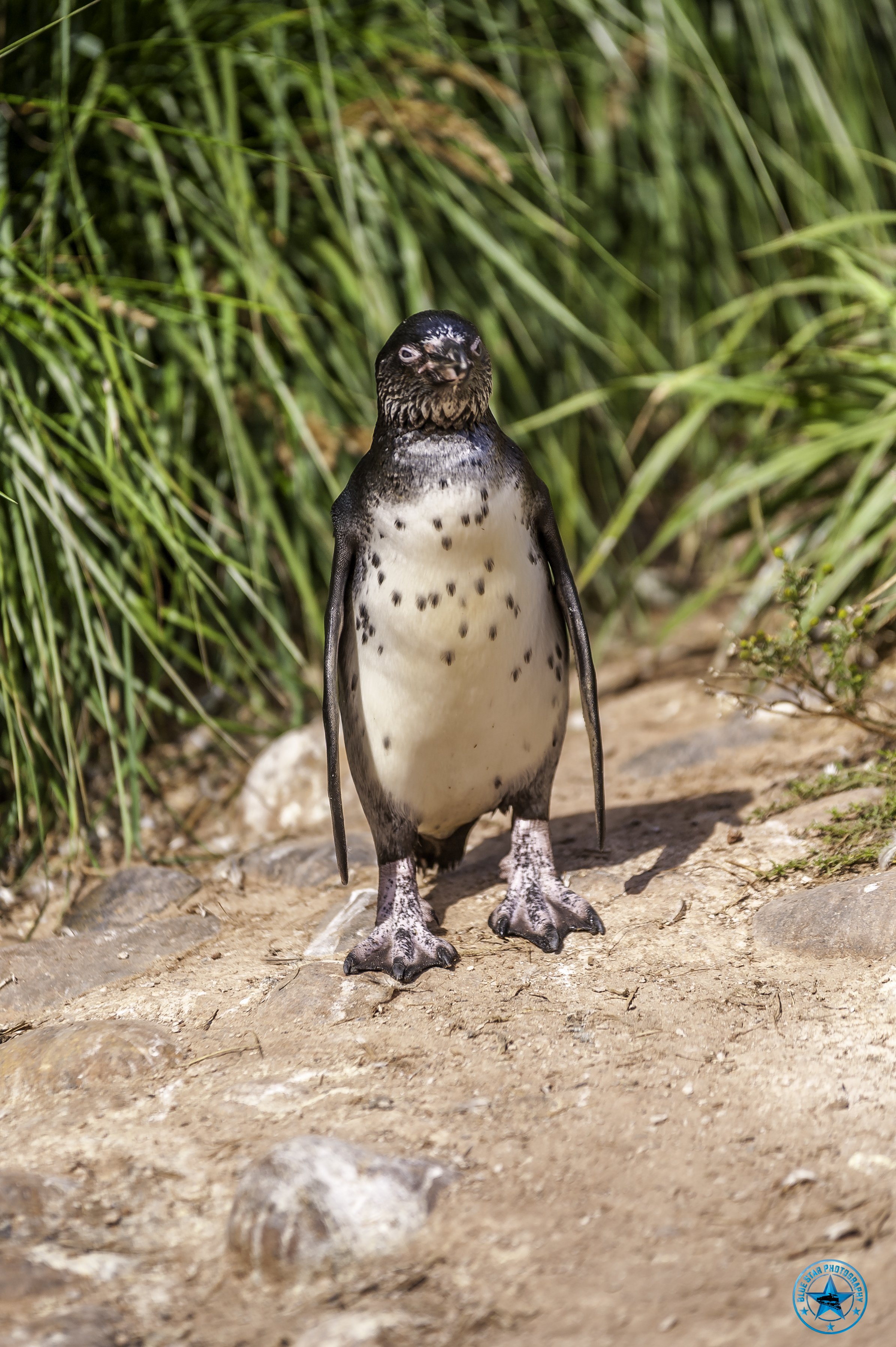 180809 Penguin_1-Edit.jpg