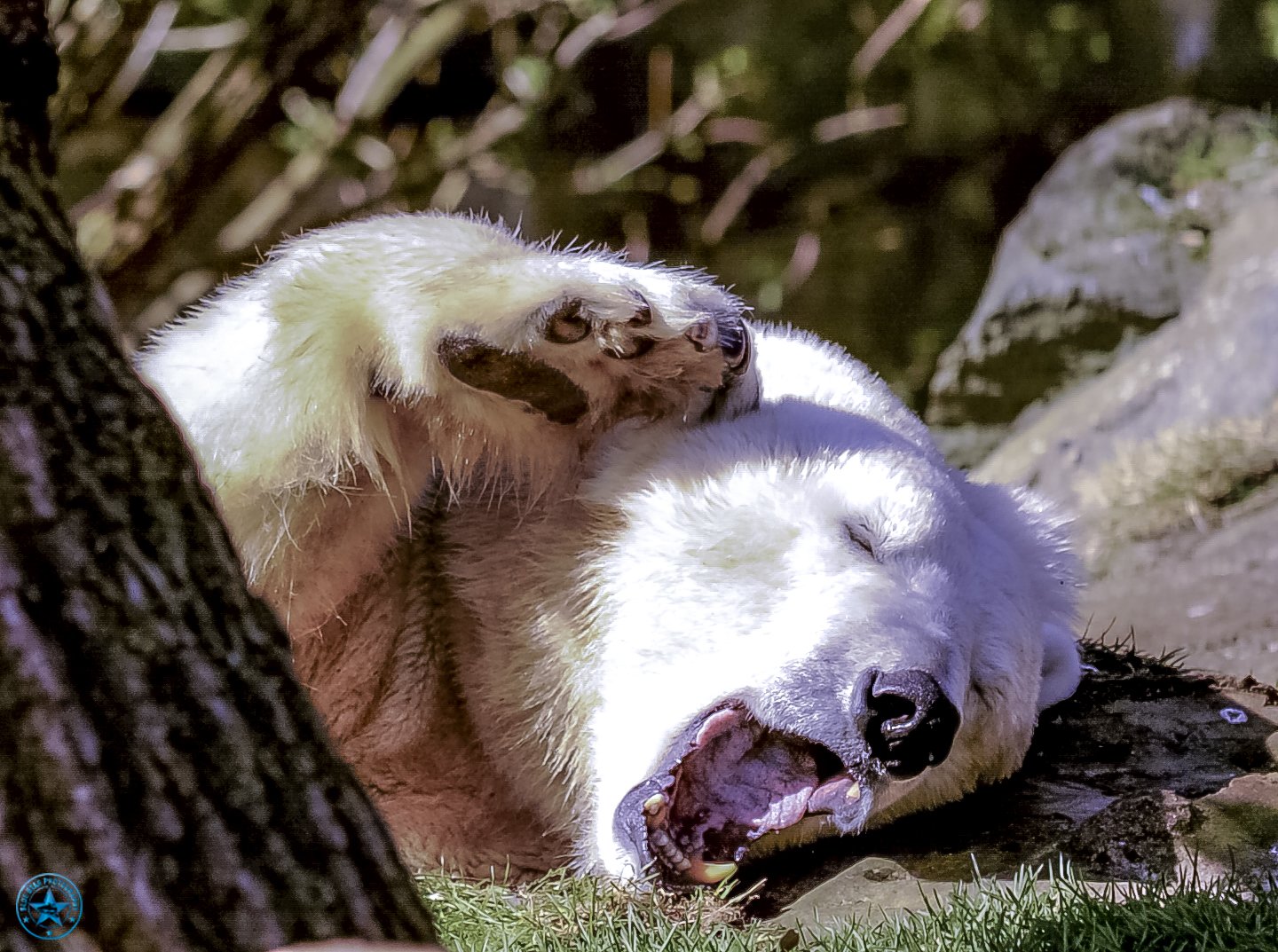 Polar Bear-Edit.jpg
