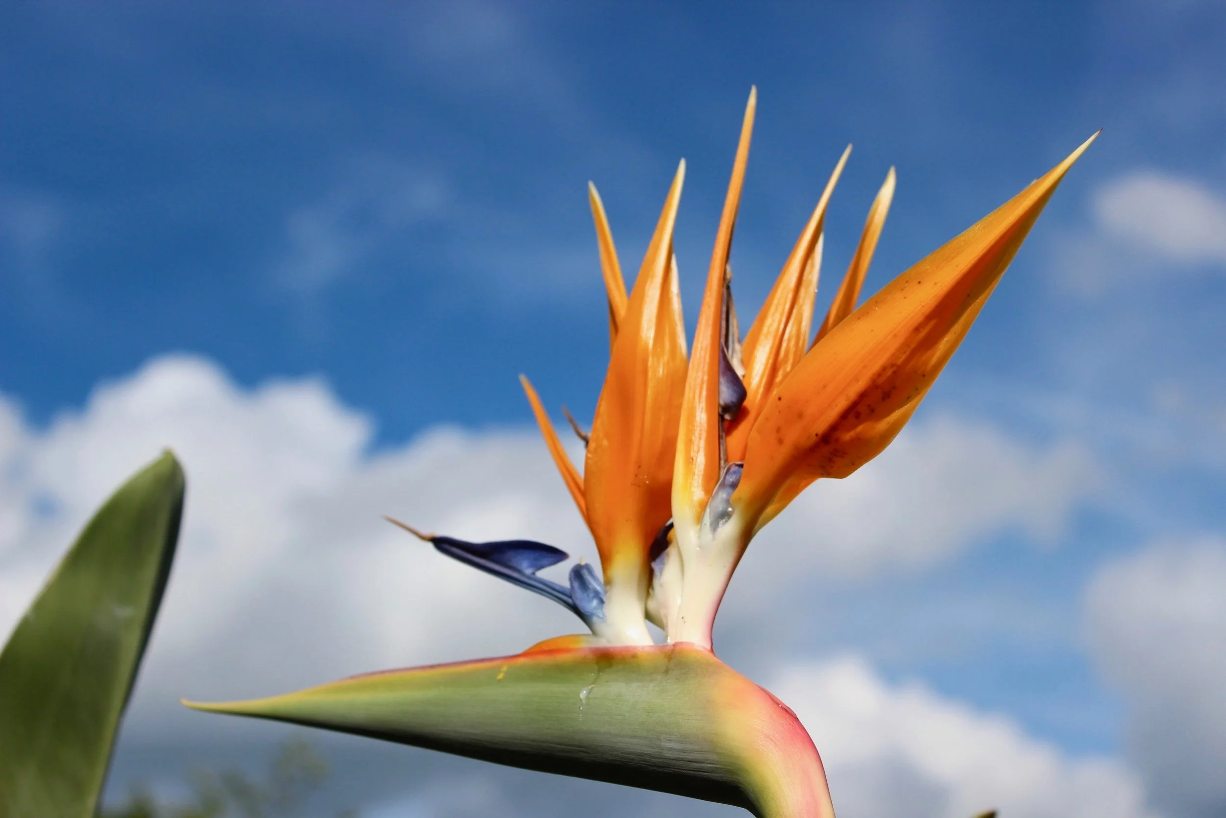 Botanical garden 2019