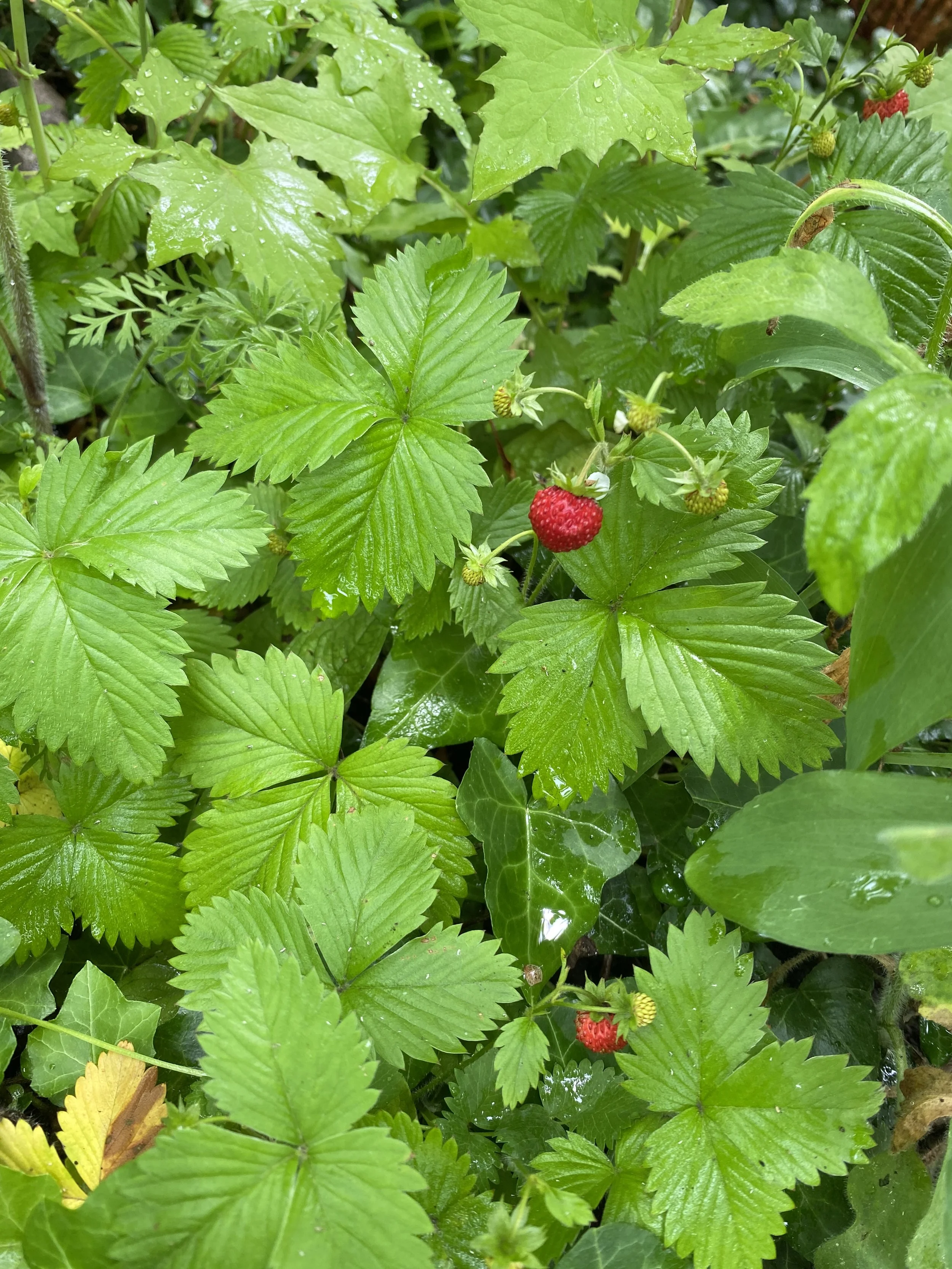 maria makurat kunst wilde erdbeeren sommer