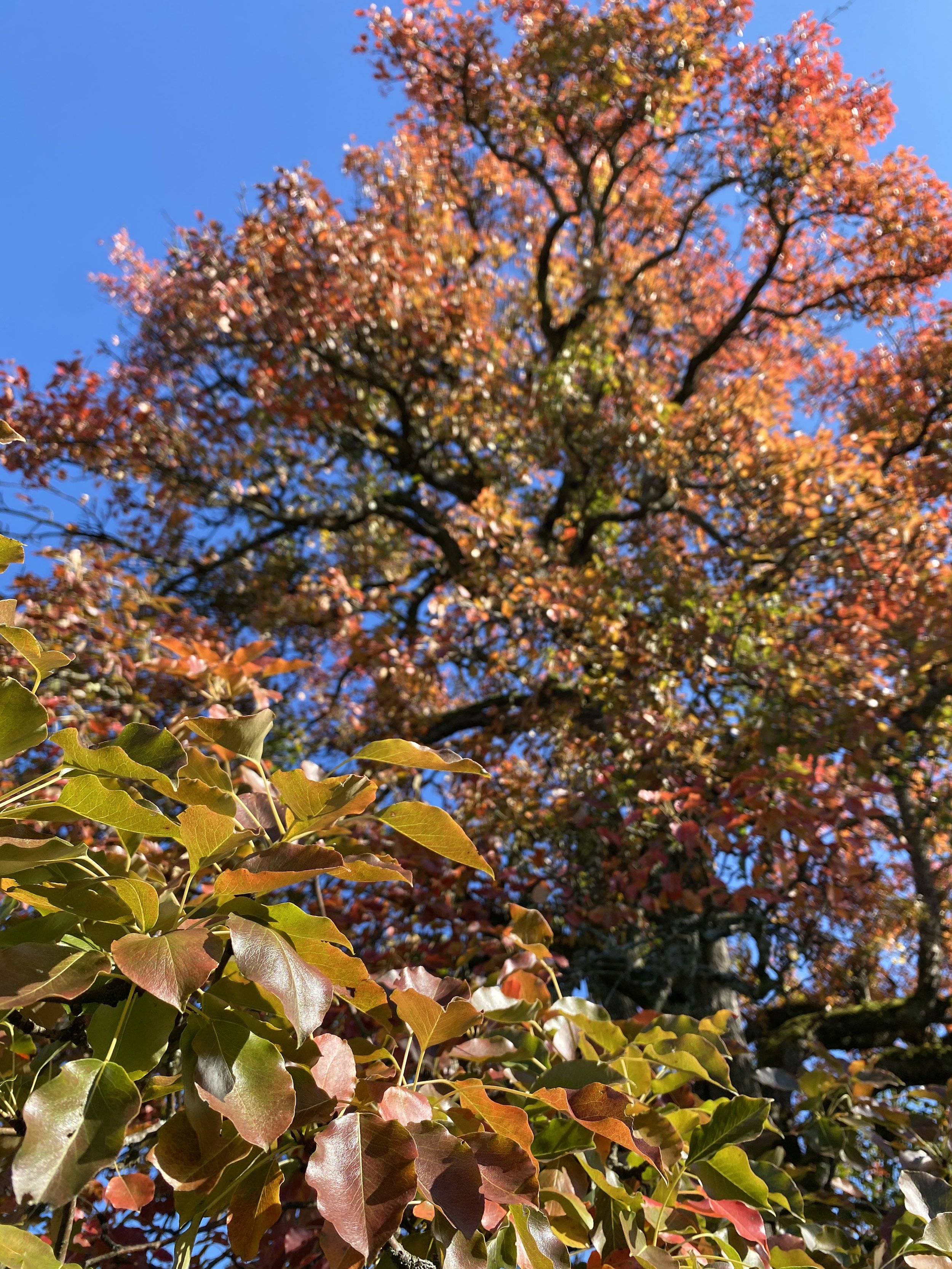 autumn eaves photograph maria makurat copyright