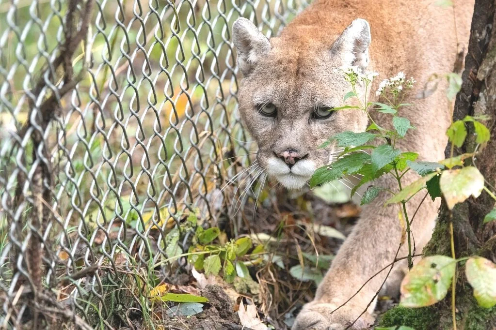 Internships — Exotic Feline Rescue Center