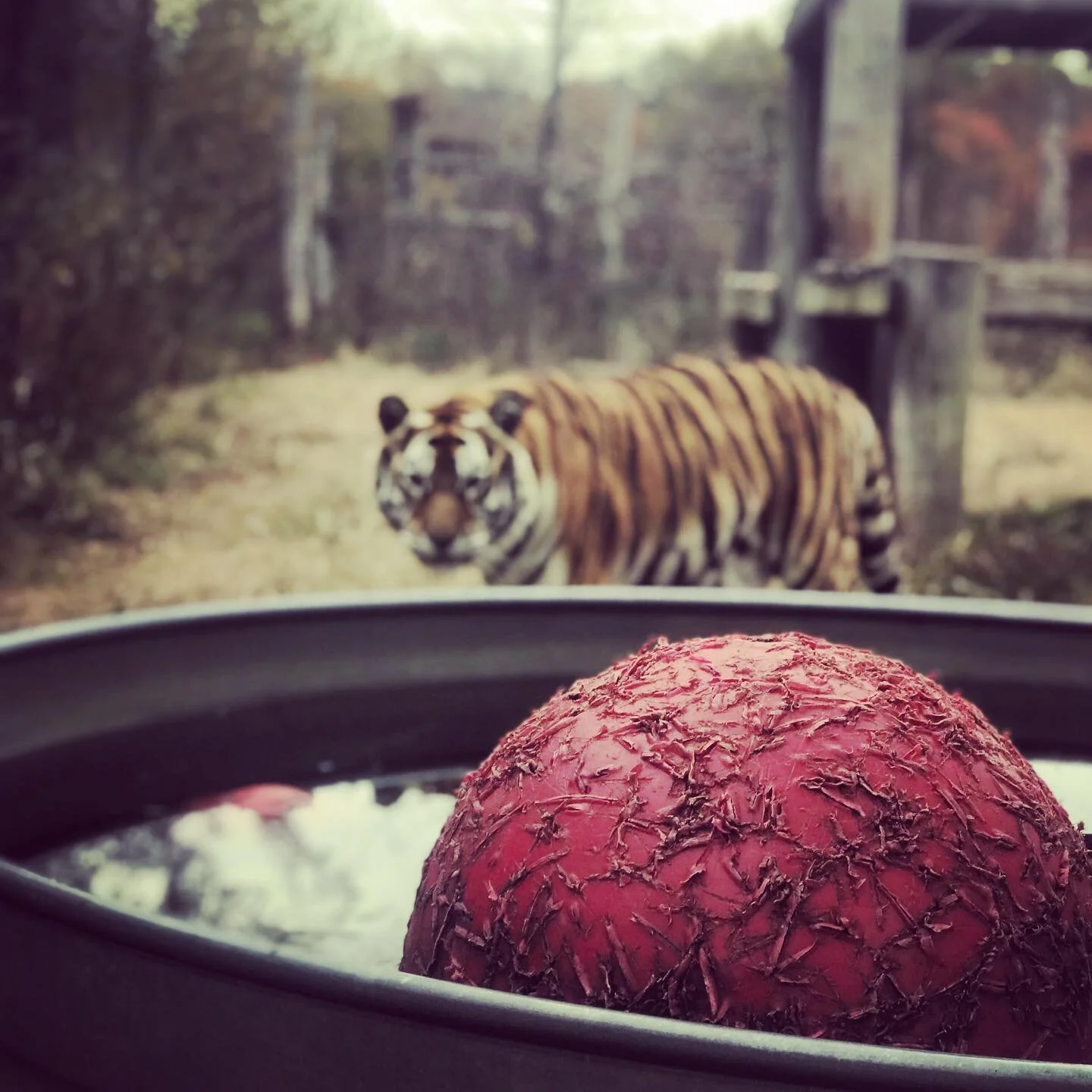 About Us — Exotic Feline Rescue Center