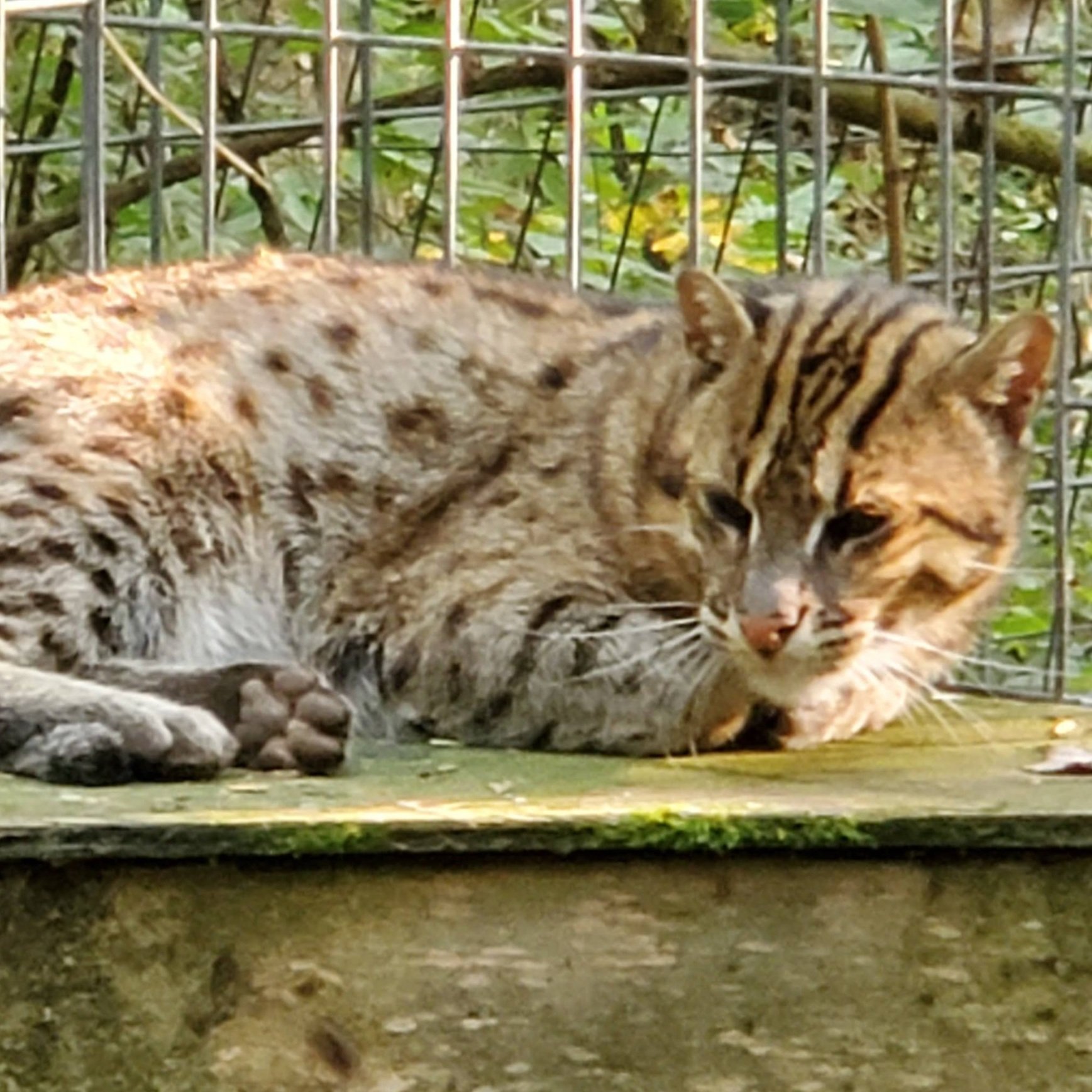 Our Rescues — Exotic Feline Rescue Center