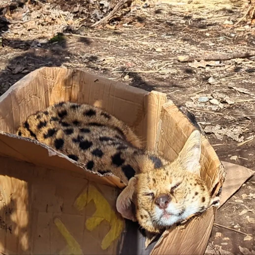 A little bit of Cleo proving the old cat adage, &quot;If I fits, I sits&quot; 

#efrc #servals #HappyCat