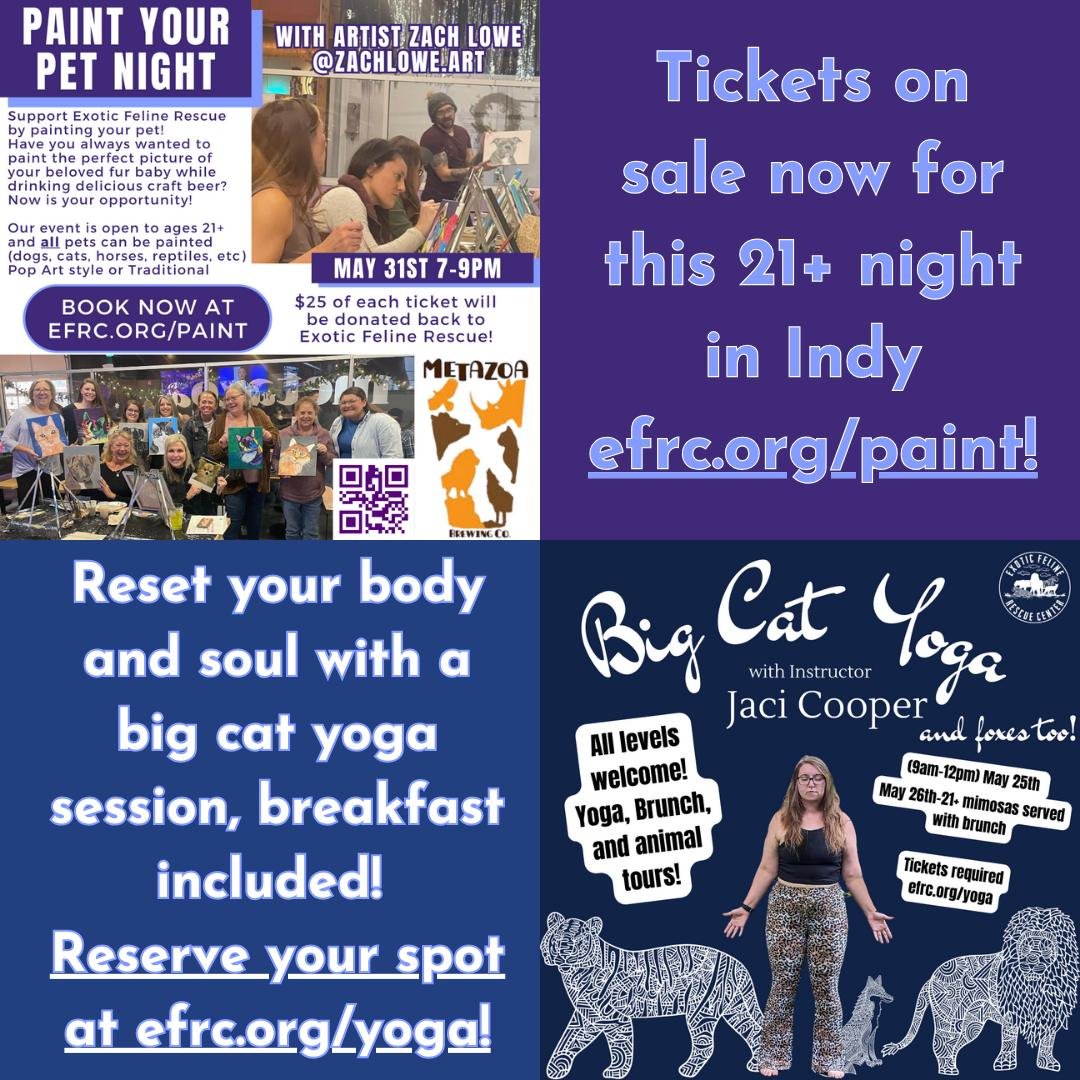 April Showers bring May Fun Hours! 
OK We may not be poets, but we know how to bring a good time while raising money for the big cats and foxes! 🐯🦊🦁 Check out these May Fundraisers coming up--Tickets on sale now!

🧘&zwj;♀️May 26th-Big Cat Yoga (9