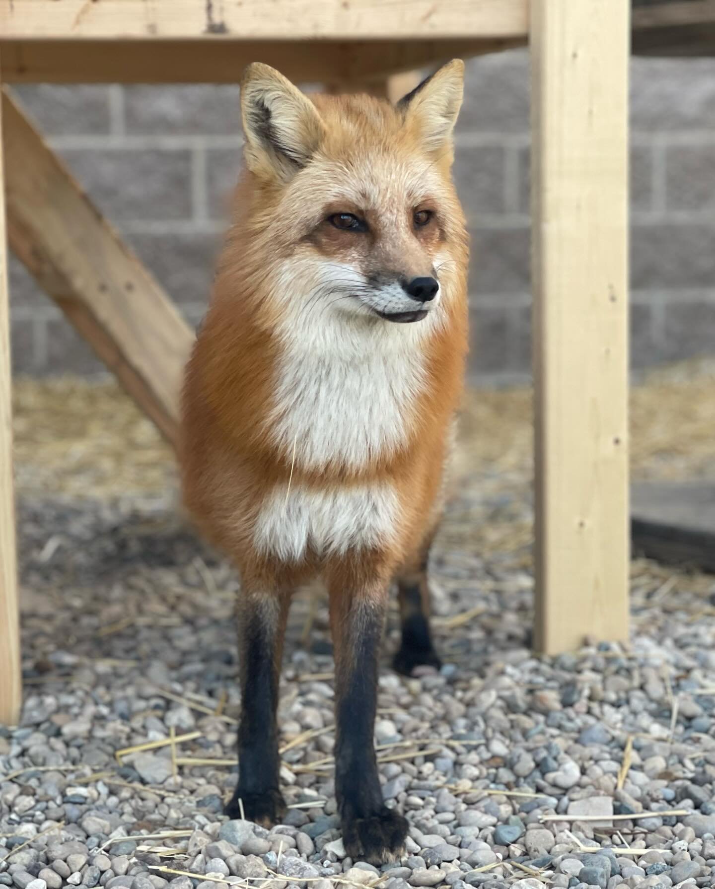 Help us welcome newbies, Bandit and Elsa! 👏 

These two red foxes came to us from a private owner situation and were surrendered with much cooperation from the previous owner. Scarily, Bandit (grey colored) had escaped and almost been hit by traffic