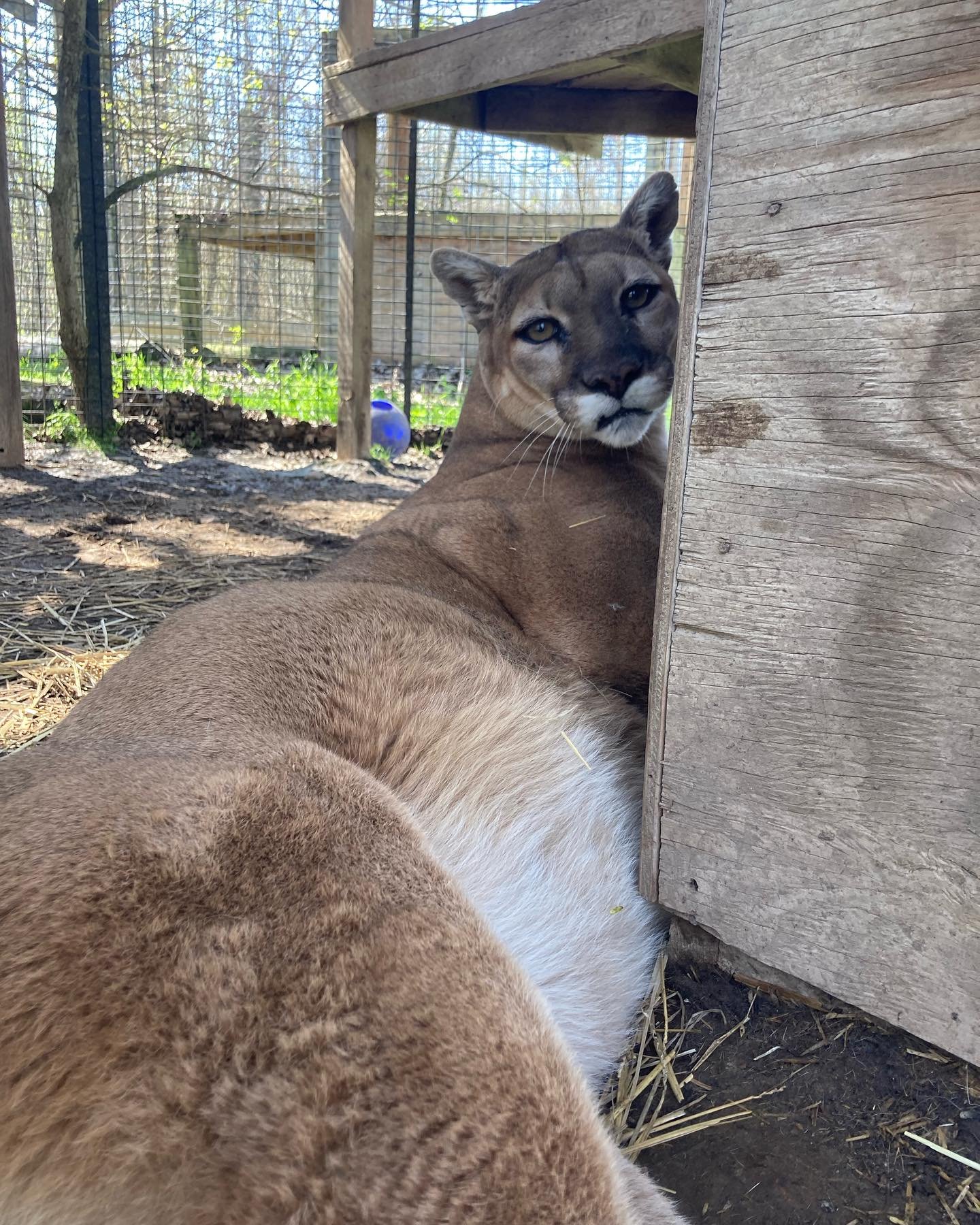 Colli just wants to know when she&rsquo;ll get her breakfast today. #cougars #efrc #thursday