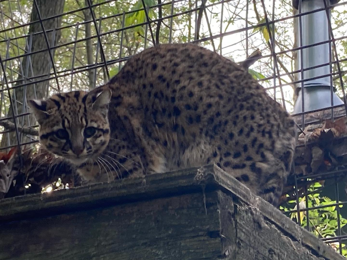 Sarabi likes to supervise her keepers to make sure they clean her enclosure correctly. #efrc #geofferyscat #thursday #cleaning