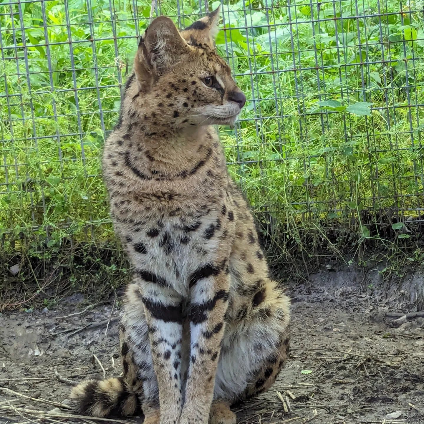Owen knows how to pose with his good side!

#efrc #servals #PicturePerfect