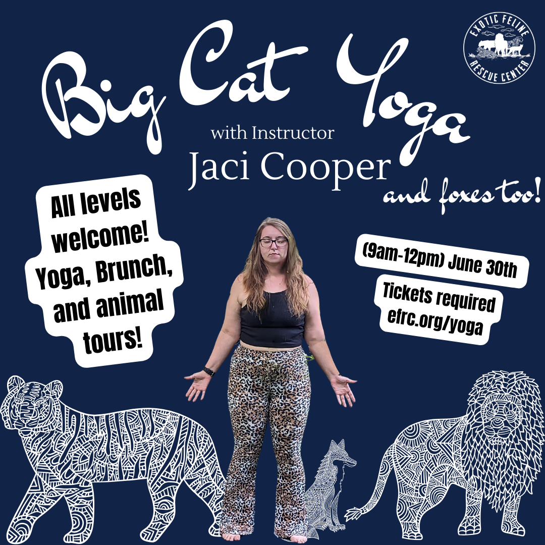 Big Cat Yoga