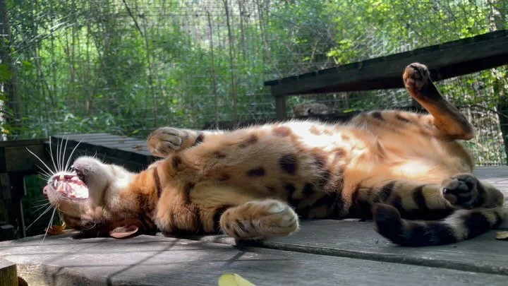 Exotic Feline Rescue Center
