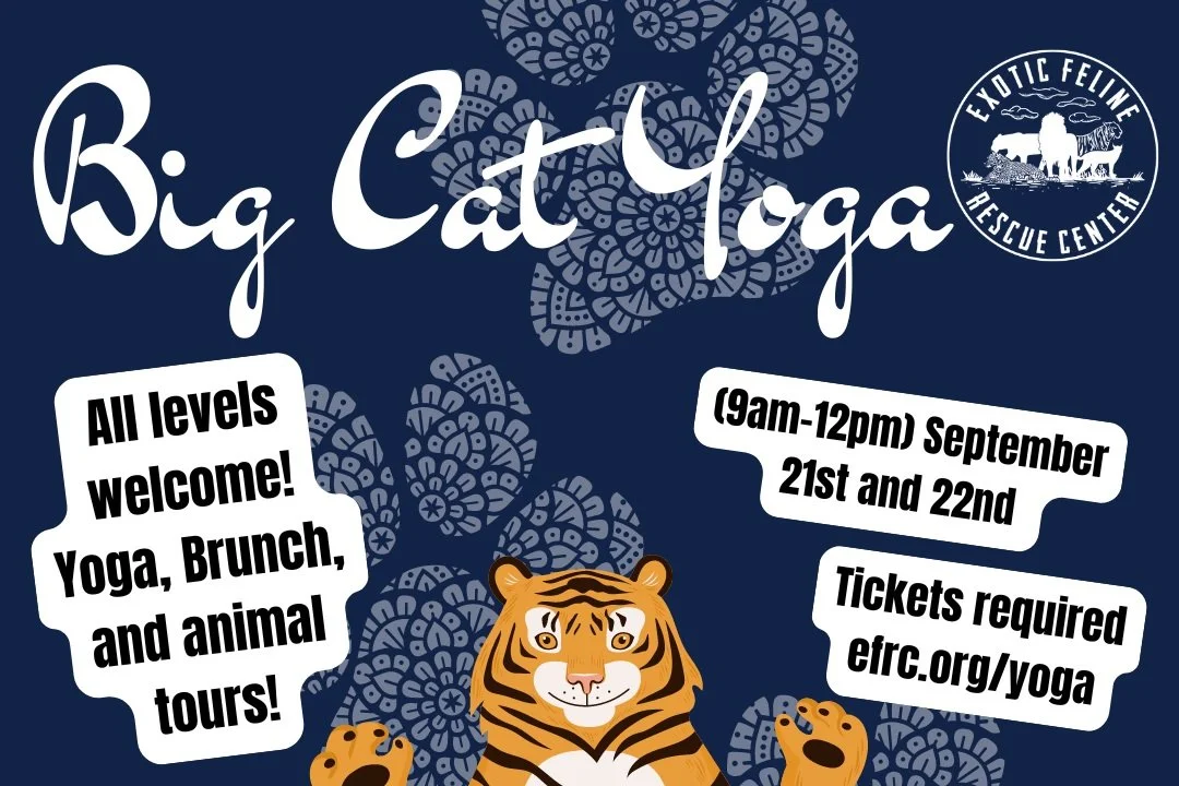 Big Cat Yoga II