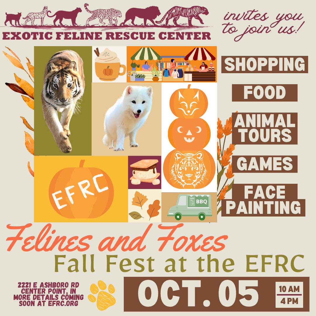 Feline and Foxes Fall Fest 2025