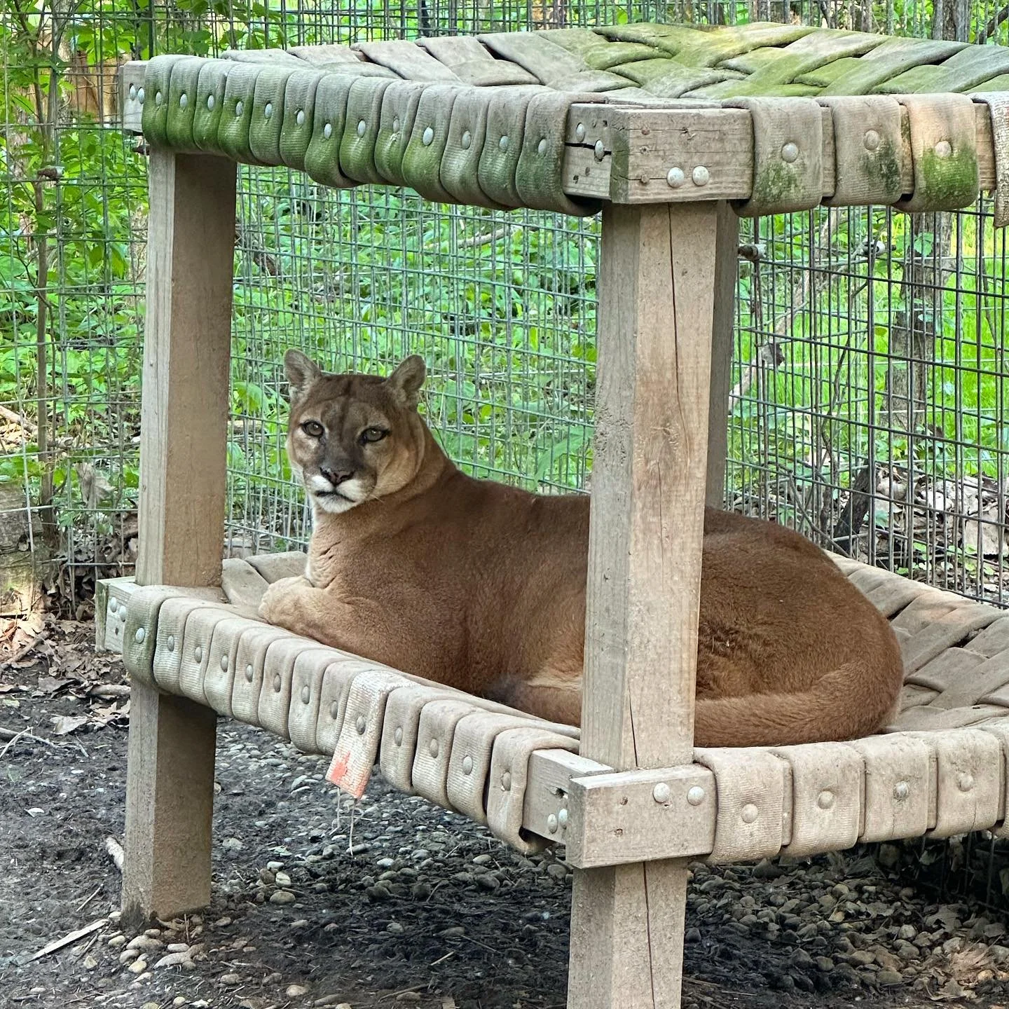 Exotic Feline Rescue Center