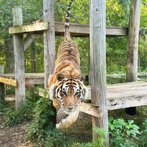 Where is Big Cat Rescue Located: Discover the Wild Sanctuary Spot