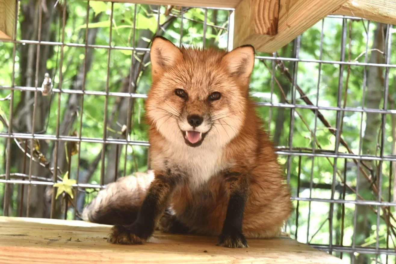 Ember