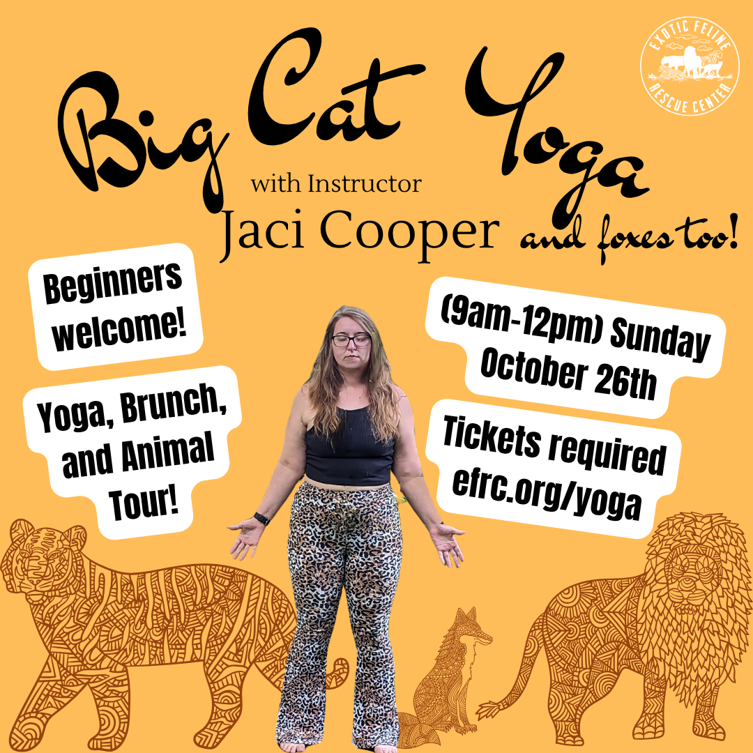 Big Cat Yoga 2025