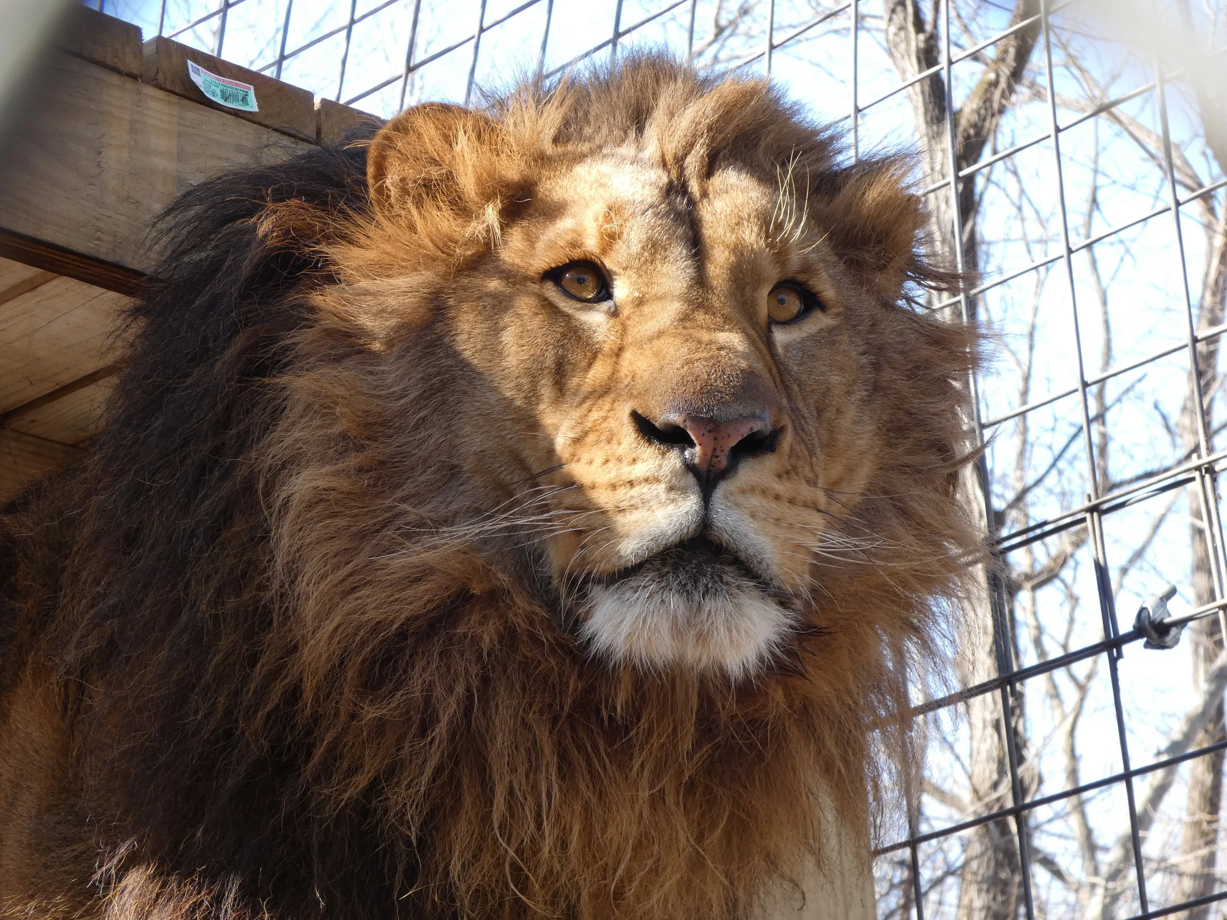 Perseus — Exotic Feline Rescue Center