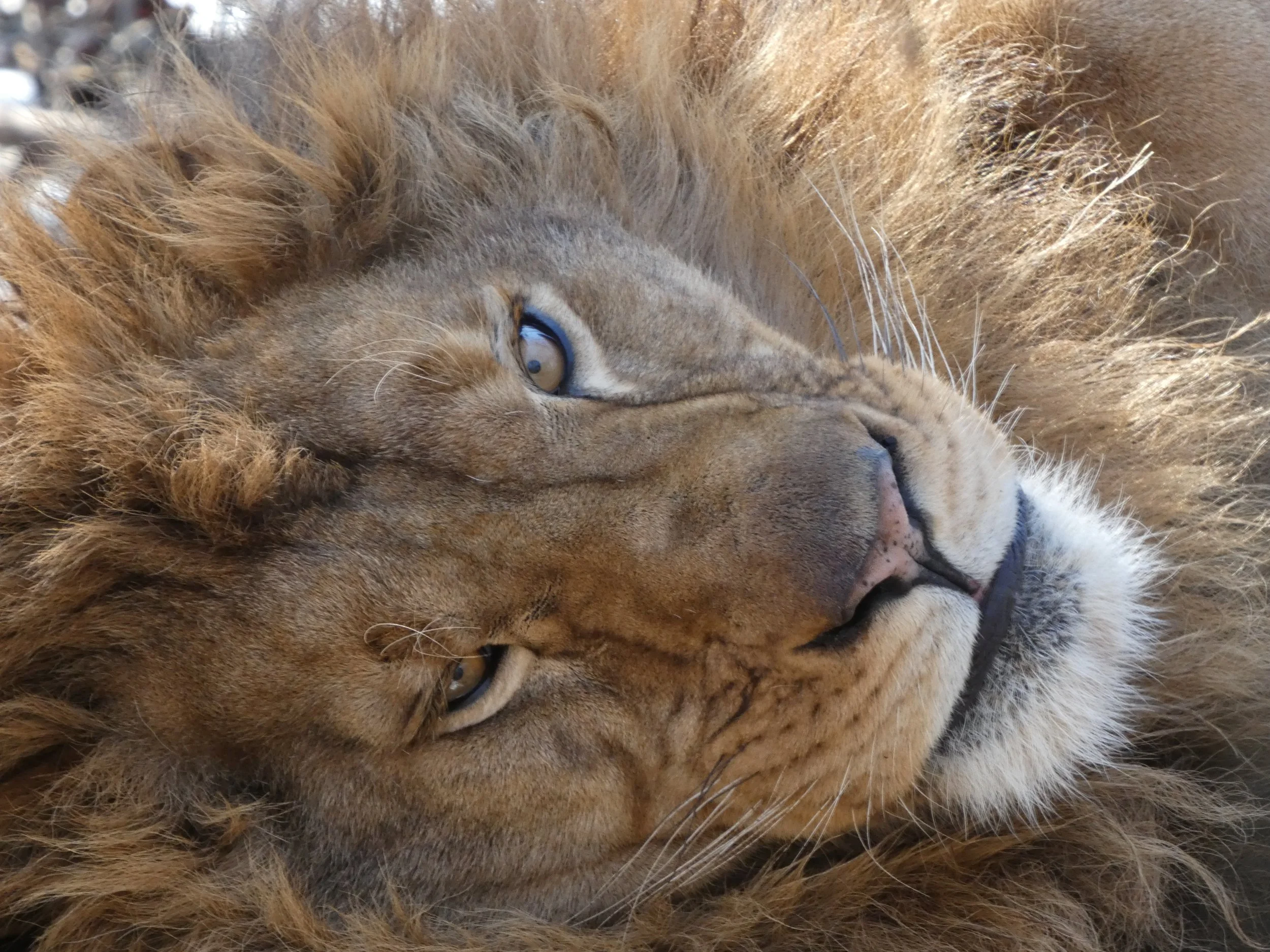 Perseus — Exotic Feline Rescue Center