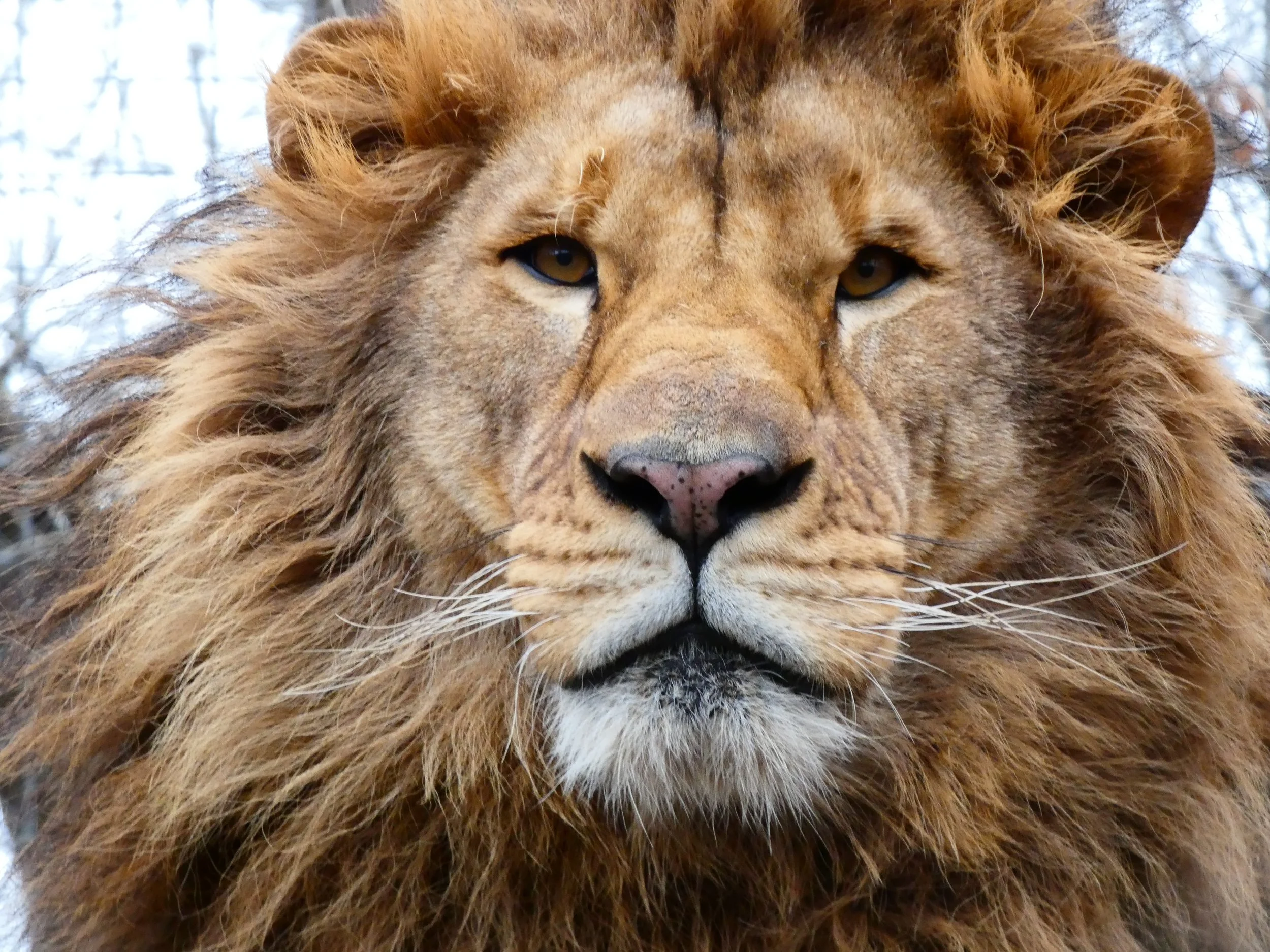 Perseus — Exotic Feline Rescue Center