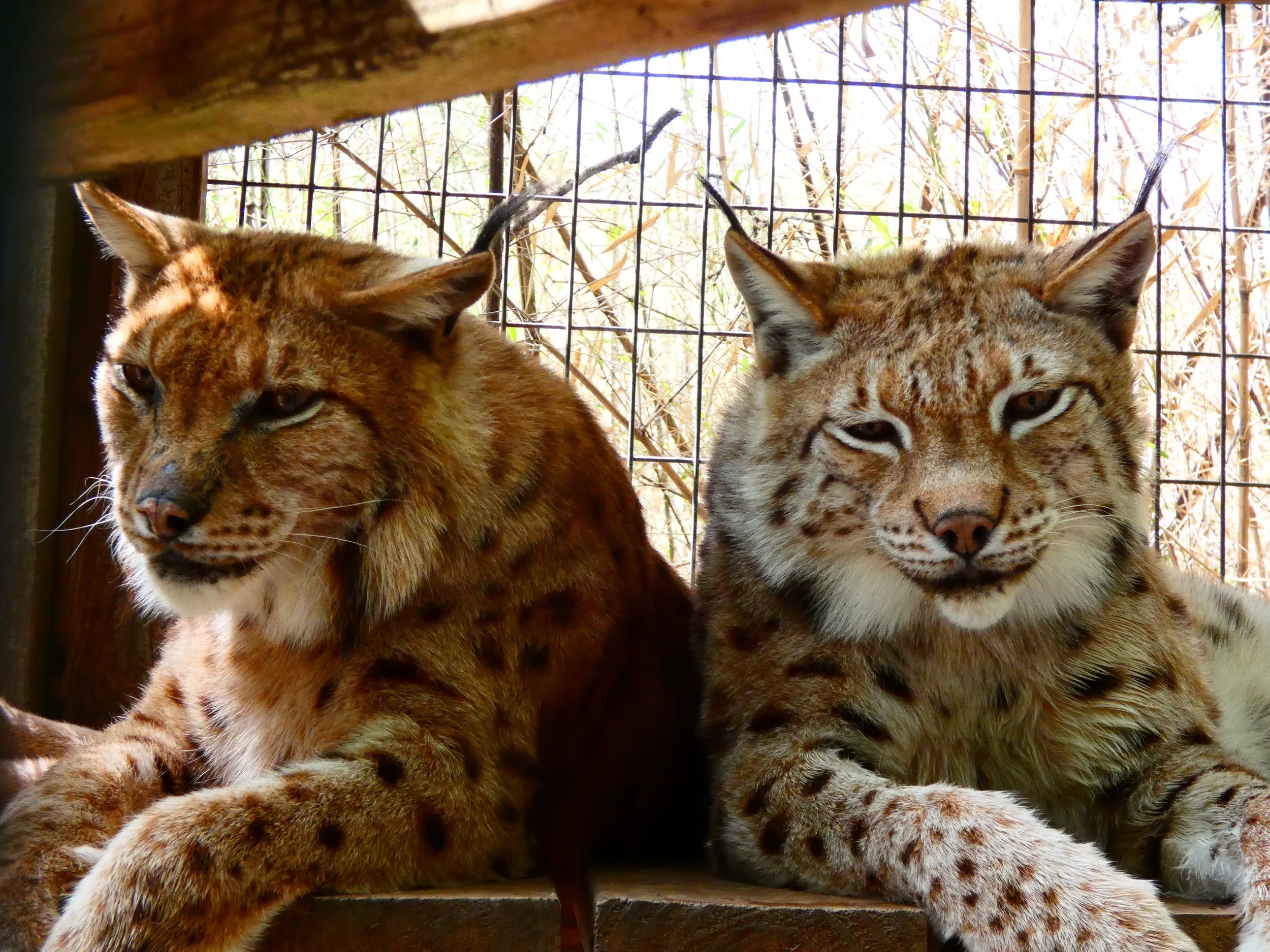 Azreal — Exotic Feline Rescue Center