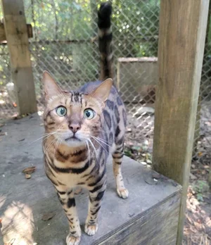 Our Rescues — Exotic Feline Rescue Center