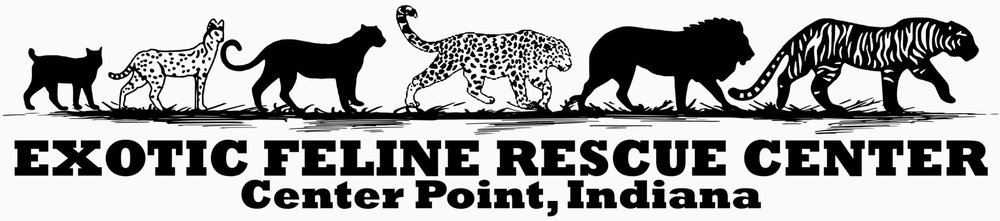 Internships — Exotic Feline Rescue Center