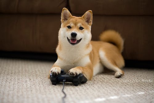 shib.jpg