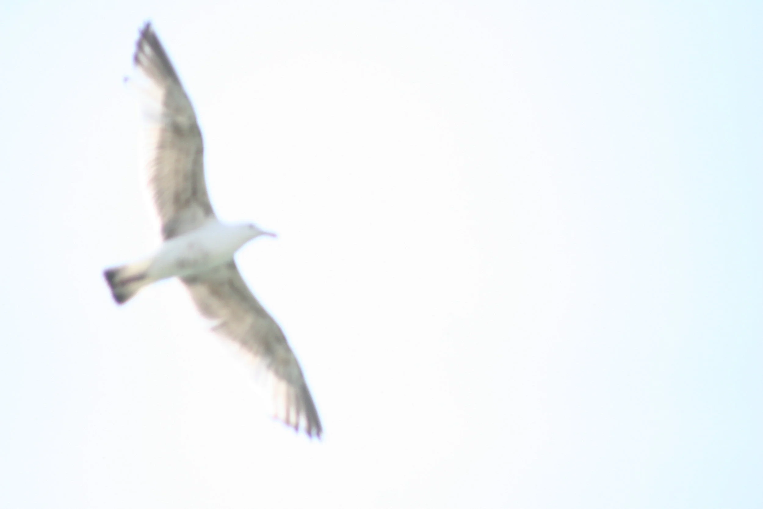 Religion, Spirituality and Human Evolution.