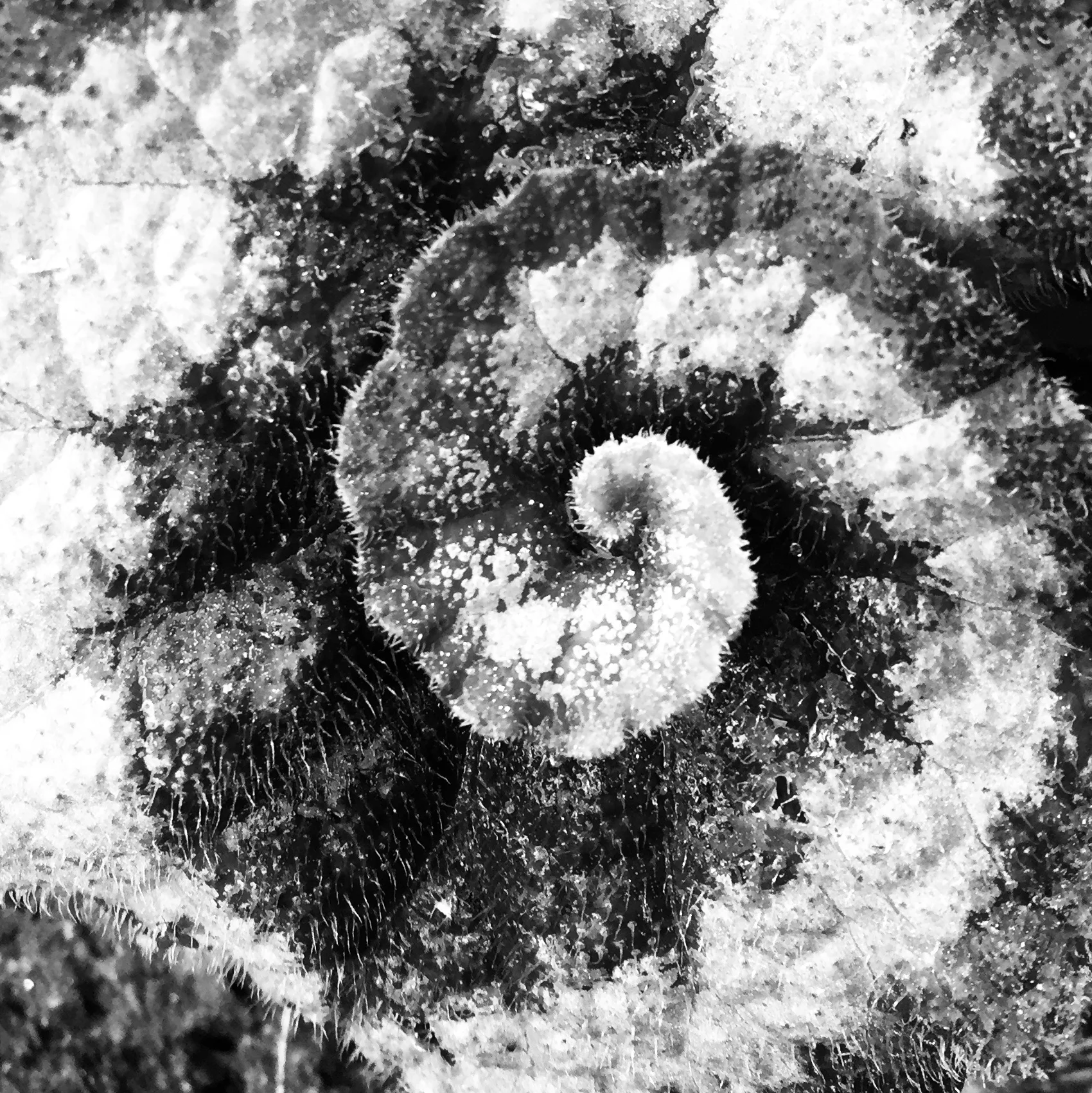 The Healing Journey of Life