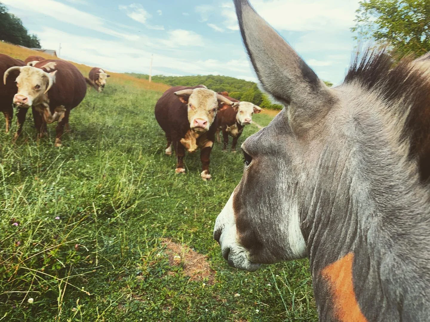 dunkey vs sampson &amp; the rib-eye boys