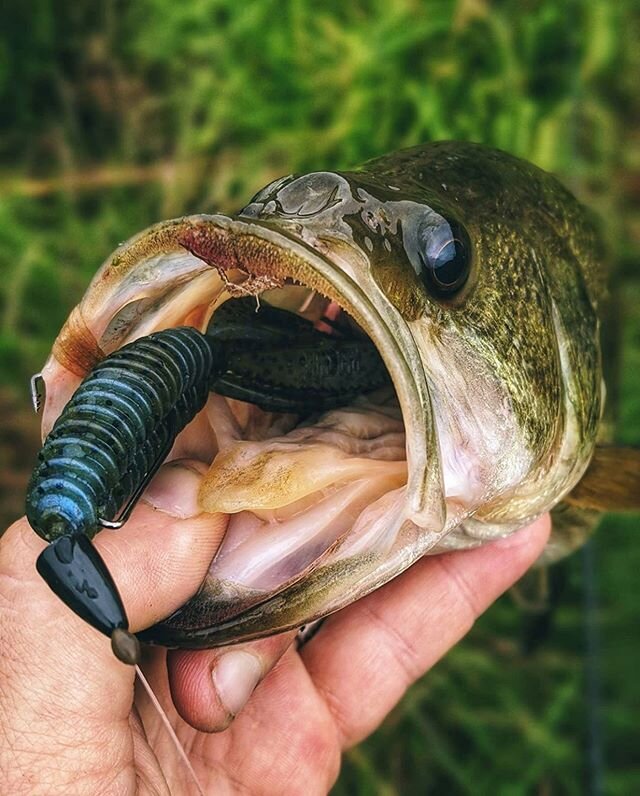 NAME THAT COLOR Sweet Beaver👍🏼🎣 #reactioninnovations #sweetbeaver