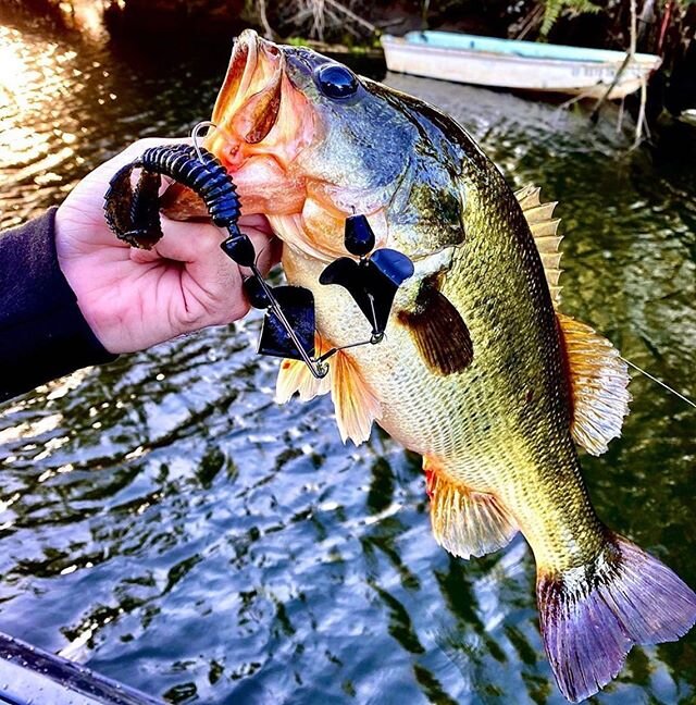 Spicy Beaver on the back of a BuzzBait...we approve😉👍🏼🎣 #reactioninnovations #spicybeaver